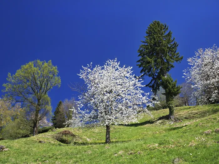 Framed Print : Blossoming Cherry Tree Print, Walchwil, Switzerland Framed Print : Blossoming Cherry Tree Print, Walchwil, Switzerland