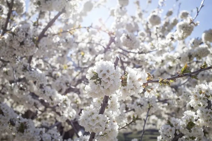 Framed Print : Valle del Jerte Cherry Blossom Print, Spain Framed Print : Valle del Jerte Cherry Blossom Print, Spain
