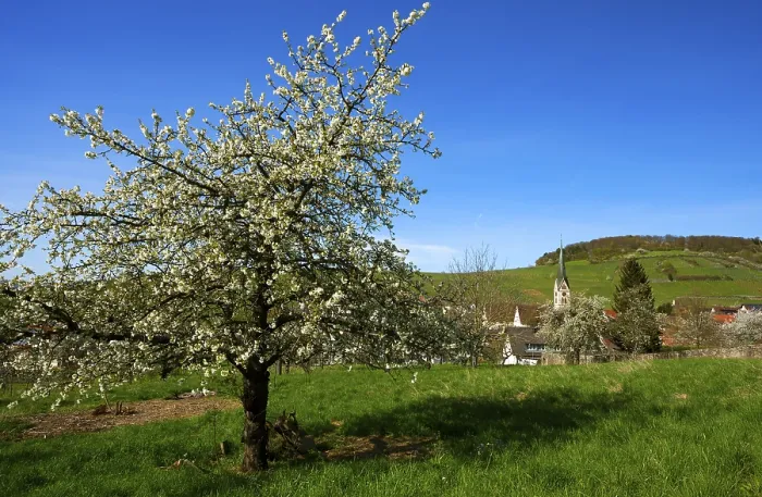 Framed Print : Blossoming Cherry Tree Print, Ebringen, Germany Framed Print : Blossoming Cherry Tree Print, Ebringen, Germany