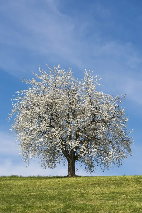 Framed Print : Blossoming Cherry Tree Print, Weggis, Switzerland