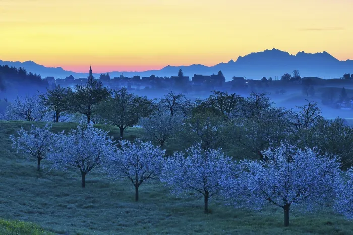 Framed Print : Blossoming Cherry Trees at Dawn Print, Schnenberg Village View Framed Print : Blossoming Cherry Trees at Dawn Print, Schnenberg Village View