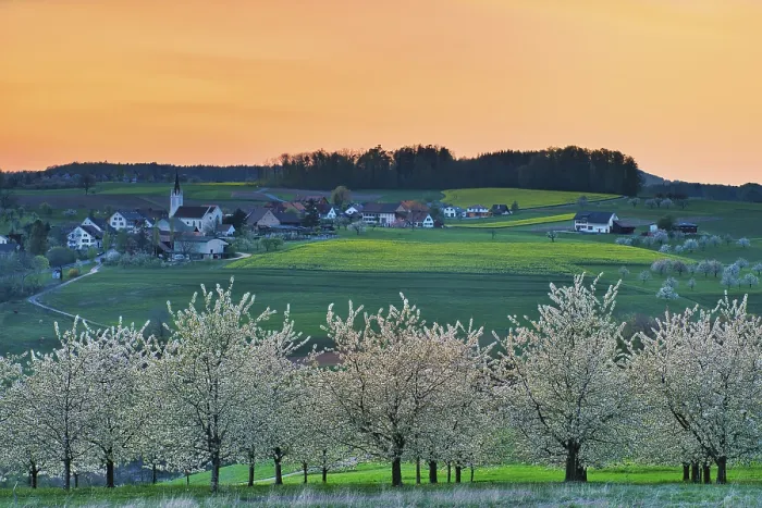 Framed Print : Blossoming Cherry Trees Evening Print, Kilchberg Switzerland Framed Print : Blossoming Cherry Trees Evening Print, Kilchberg Switzerland