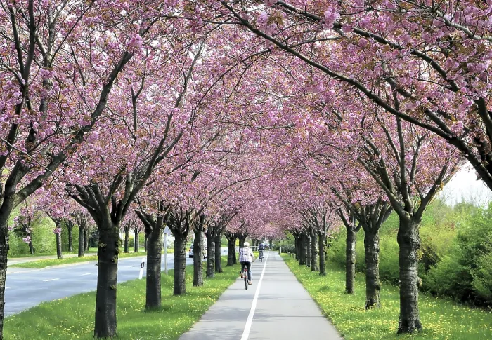 Framed Print : Blossoming Cherry Trees Print in Spring Framed Print : Blossoming Cherry Trees Print in Spring