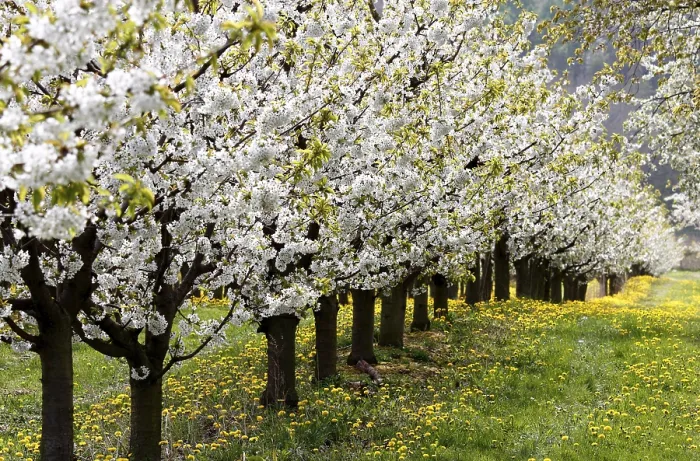 Framed Print : Blossoming Cherry Trees Print, Thuringia, Germany Framed Print : Blossoming Cherry Trees Print, Thuringia, Germany