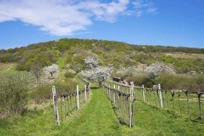 Framed Print : Blossoming Cherry Trees in Vineyard Print, Austria Framed Print : Blossoming Cherry Trees in Vineyard Print, Austria