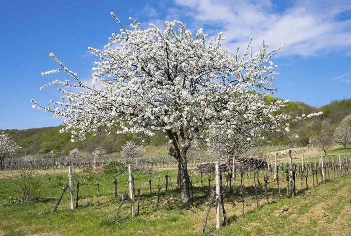 Framed Print : Blossoming Cherry Trees in Vineyard Print, Austria Framed Print : Blossoming Cherry Trees in Vineyard Print, Austria