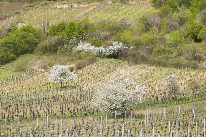 Framed Print : Blossoming Cherry Trees in Vineyard Print, Austria