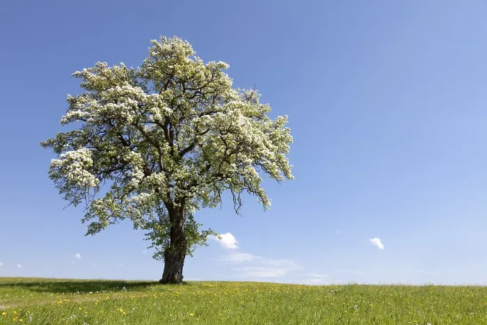 Framed Print : Blossoming Fruit Tree Print, Mostviertel Landscape, Austria Framed Print : Blossoming Fruit Tree Print, Mostviertel Landscape, Austria