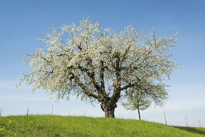 Framed Print : Blossoming Fruit Tree in Spring Print, Kesswil, Switzerland Framed Print : Blossoming Fruit Tree in Spring Print, Kesswil, Switzerland