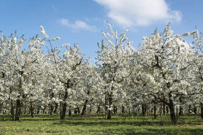 Framed Print : Blossoming Fruit Trees Print, Meckenbeuren, Germany Framed Print : Blossoming Fruit Trees Print, Meckenbeuren, Germany