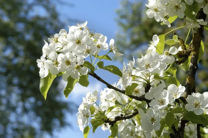 Framed Print : Blossoming Pear Tree Print Framed Print : Blossoming Pear Tree Print