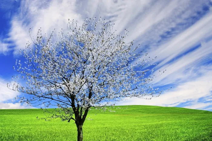 Framed Print : Blossoming Tree Print Framed Print : Blossoming Tree Print