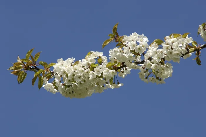 Framed Print : Blossoms on a Cherry Tree Print Framed Print : Blossoms on a Cherry Tree Print