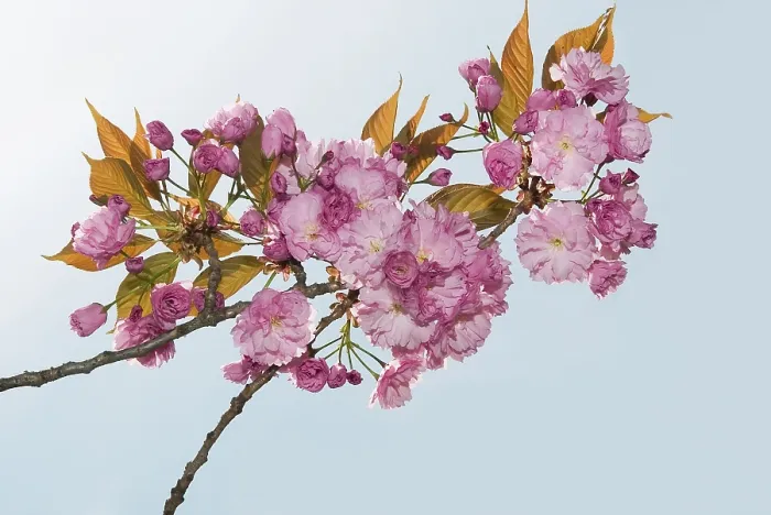 Framed Print : Cherry Blossom Tree Print Framed Print : Cherry Blossom Tree Print