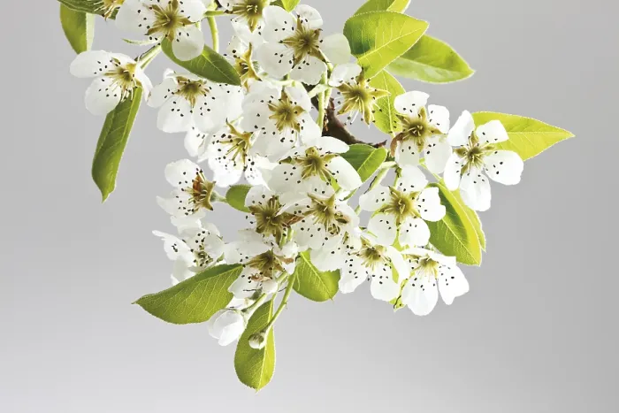 Framed Print : Pyrus Blossoms Print - Pear Tree Flowers Framed Print : Pyrus Blossoms Print - Pear Tree Flowers
