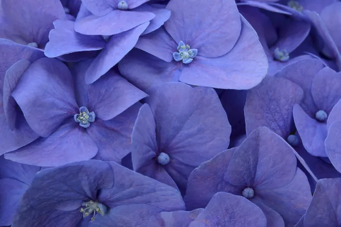 Framed Print : Blue Bigleaf Hydrangea Print, Flower Detail Framed Print : Blue Bigleaf Hydrangea Print, Flower Detail