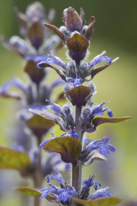 Framed Print : Blue Bugle Print (Ajuga reptans) Framed Print : Blue Bugle Print (Ajuga reptans)