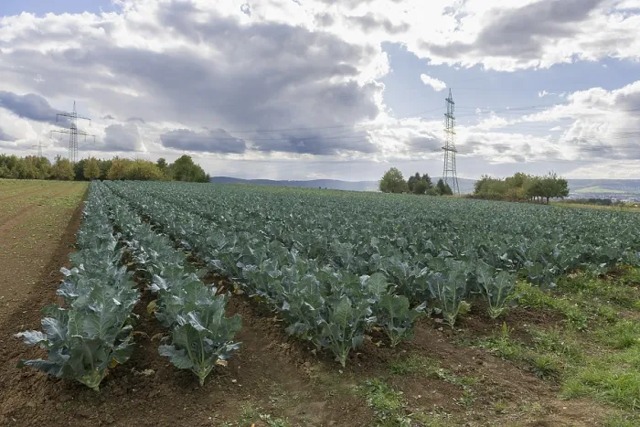 Framed Print : Blue Cabbage Field Print, Baden-Württemberg, Germany Framed Print : Blue Cabbage Field Print, Baden-Württemberg, Germany