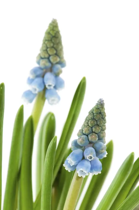 Framed Print : Blue Common Grape Hyacinths in Spring Print Framed Print : Blue Common Grape Hyacinths in Spring Print