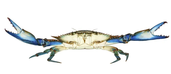 Framed Print : Blue Crab Print with White Background Framed Print : Blue Crab Print with White Background