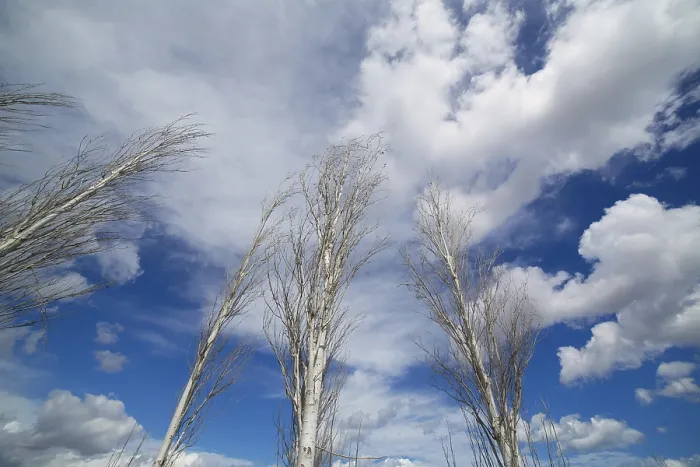Framed Print : Blue Winter Sky with Leafless Poplar Tree Branches Print Framed Print : Blue Winter Sky with Leafless Poplar Tree Branches Print
