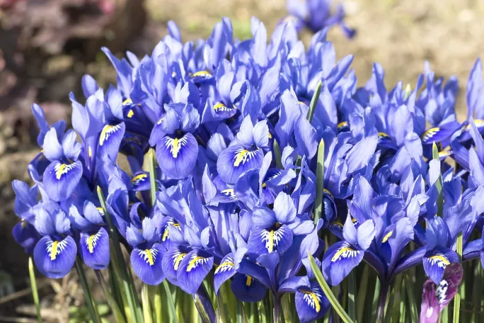 Framed Print : Blue Dwarf Iris Print (Iris reticulata) Framed Print : Blue Dwarf Iris Print (Iris reticulata)