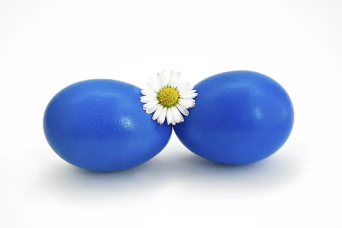 Framed Print : Two Blue Eggs Easter Print with Daisy Framed Print : Two Blue Eggs Easter Print with Daisy