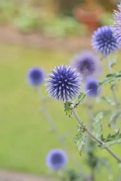 Framed Print : Blue Globe Thistle Garden Print, Wilnsdorf, Germany Framed Print : Blue Globe Thistle Garden Print, Wilnsdorf, Germany