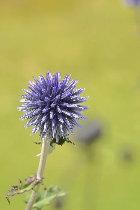 Framed Print : Blue Globe Thistle Print, Wilnsdorf Garden, Germany