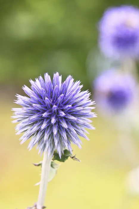 Framed Print : Blue Globe Thistle Print, Wilnsdorf Garden, Germany