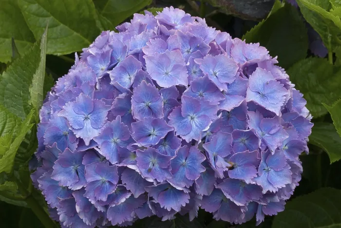 Framed Print : Blue Hortensia Hydrangea Print Framed Print : Blue Hortensia Hydrangea Print