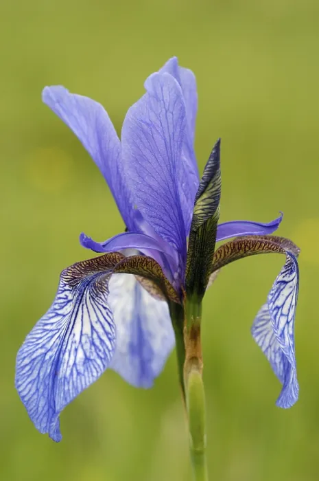 Framed Print : Blue Iris, Bloom Blue Iris Print Framed Print : Blue Iris, Bloom Blue Iris Print