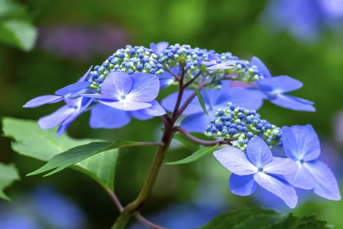 Framed Print : Blue Mountain Hydrangea (Hydrangea serrata) Print, Germany Framed Print : Blue Mountain Hydrangea (Hydrangea serrata) Print, Germany