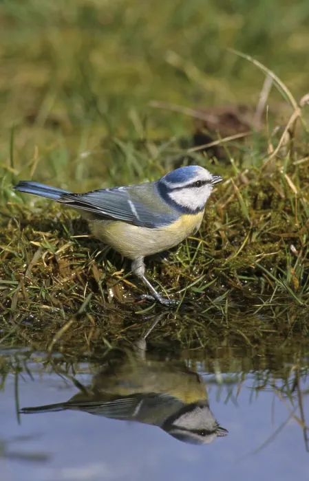 Framed Print : Blue Tit at Bird Bath Print Framed Print : Blue Tit at Bird Bath Print