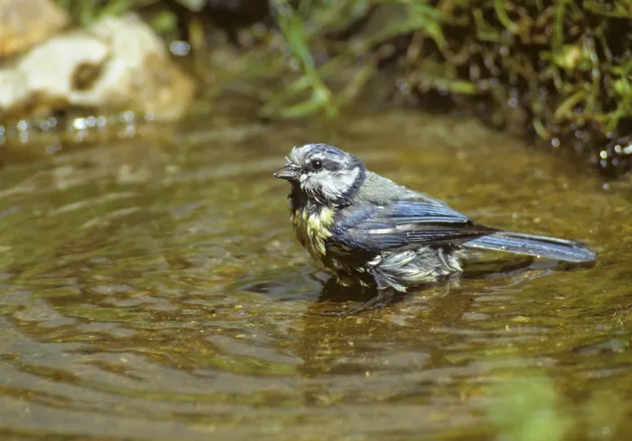 Framed Print : Blue Tit at Bird Bath Print Framed Print : Blue Tit at Bird Bath Print
