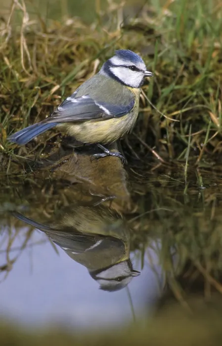 Framed Print : Blue Tit at Bird Bath Print Framed Print : Blue Tit at Bird Bath Print