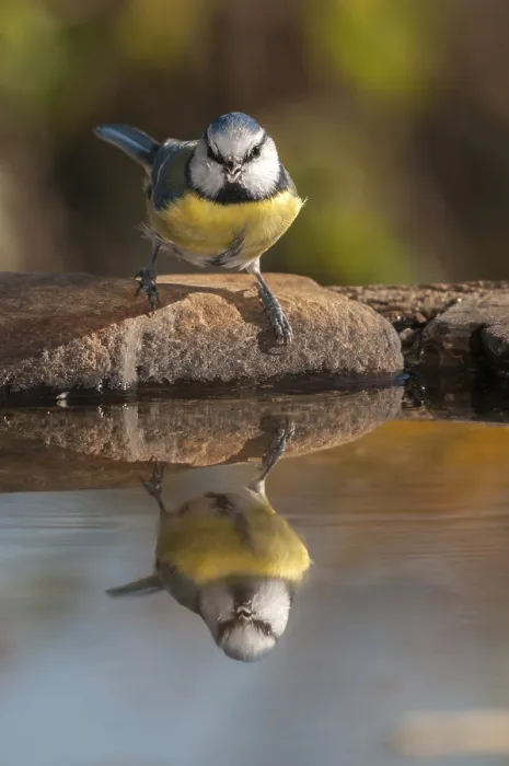 Framed Print : Blue Tit at Bird Bath Print Framed Print : Blue Tit at Bird Bath Print