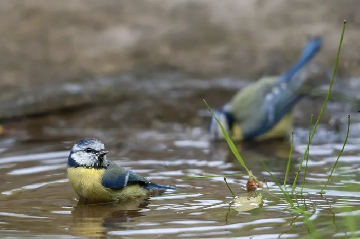 Framed Print : Blue Tit at Garden Birdbath Print Framed Print : Blue Tit at Garden Birdbath Print