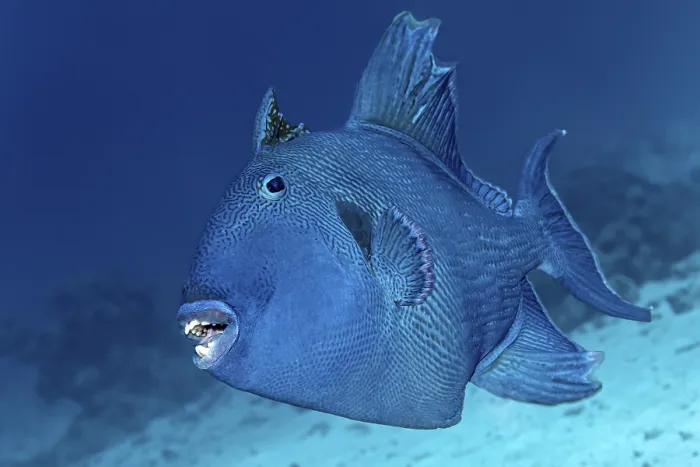 Framed Print : Blue Triggerfish Print, Red Sea, Egypt Framed Print : Blue Triggerfish Print, Red Sea, Egypt