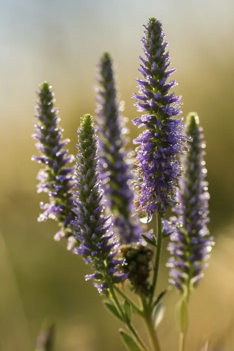 Framed Print : Blue Willow Print, Spiked Speedwell in Portrait Format Framed Print : Blue Willow Print, Spiked Speedwell in Portrait Format