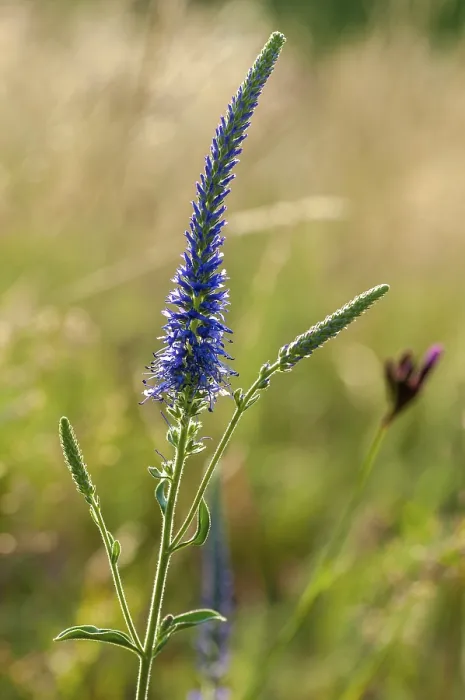 Framed Print : Blue Willow Print - Spiked Speedwell, High Size Framed Print : Blue Willow Print - Spiked Speedwell, High Size