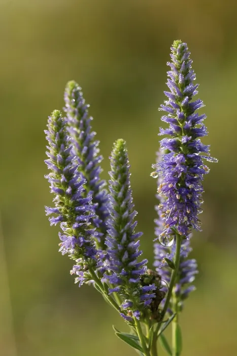 Framed Print : Blue Willow Print - Spiked Speedwell, High Size Framed Print : Blue Willow Print - Spiked Speedwell, High Size