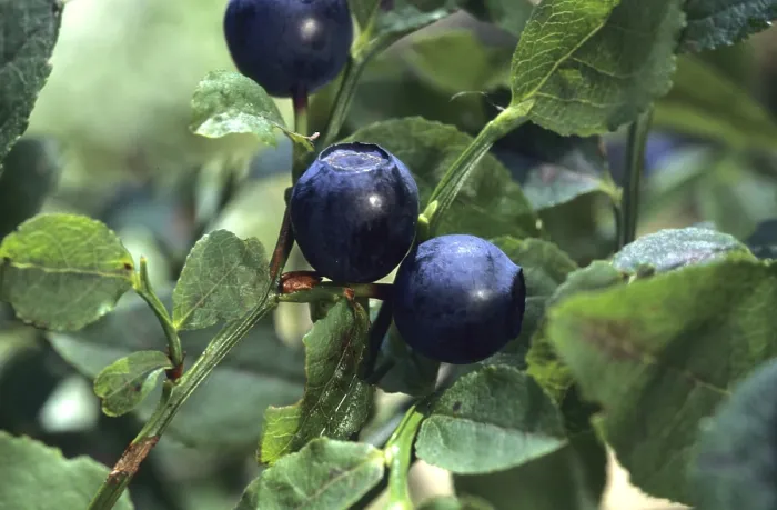 Framed Print : Blueberries Blueberries Print by ImageBROKER Framed Print : Blueberries Blueberries Print by ImageBROKER