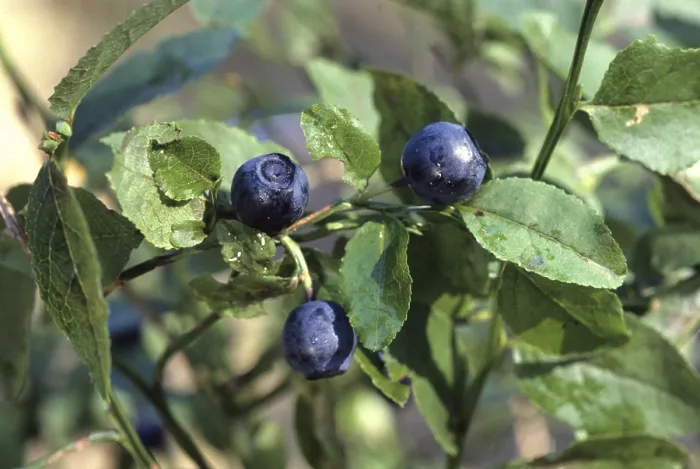 Framed Print : Blueberries Blueberries Print by imageBROKER Framed Print : Blueberries Blueberries Print by imageBROKER