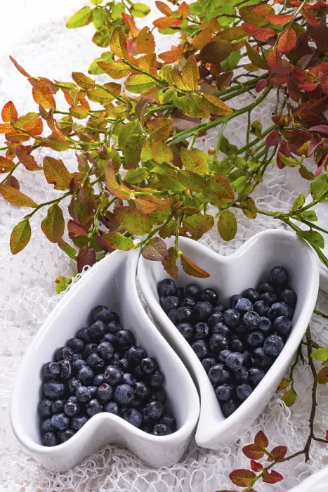 Framed Print : Blueberry Blueberry Print by imageBROKER Framed Print : Blueberry Blueberry Print by imageBROKER
