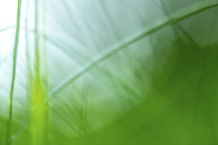 Framed Print : Blurred blades of grass Print Framed Print : Blurred blades of grass Print