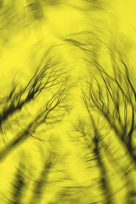 Framed Print : Blurred Tree Branches Yellow Background Print