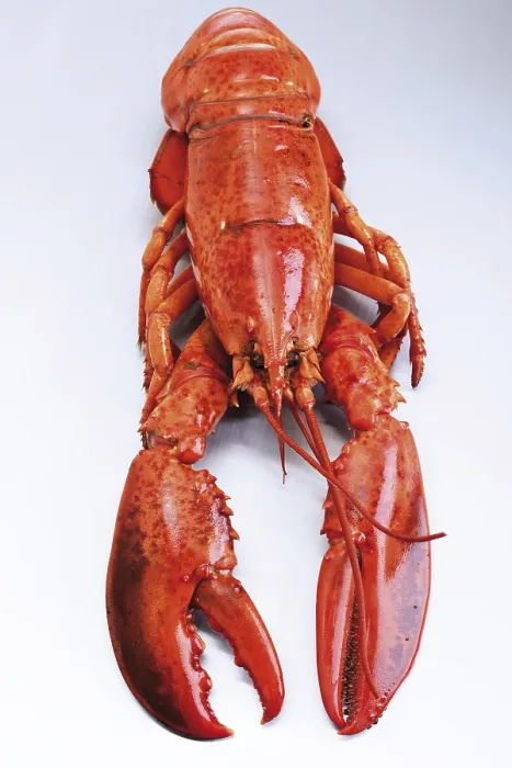 Framed Print : A Whole Boiled Lobster Print Framed Print : A Whole Boiled Lobster Print