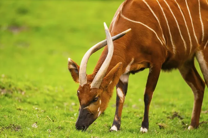 Framed Print : Bongo Print: Portrait of a Captive Bongo in Spring Framed Print : Bongo Print: Portrait of a Captive Bongo in Spring
