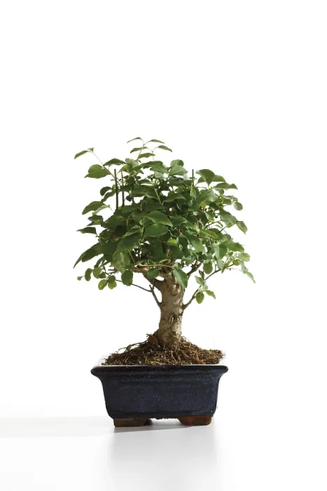 Framed Print : Bonsai Tree Print Framed Print : Bonsai Tree Print
